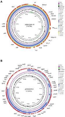 First report of Klebsiella pneumoniae co-producing OXA-181, CTX-M-55, and MCR-8 isolated from the patient with bacteremia